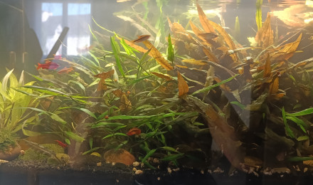 aquarium 50 litres asiatique