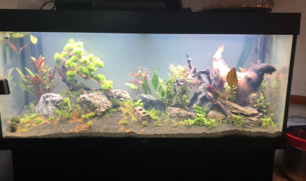aquarium Juwel 240