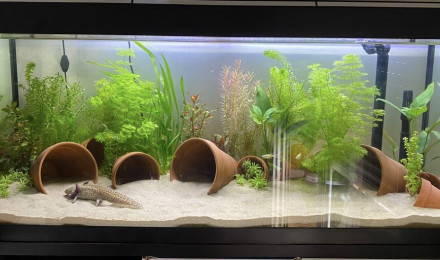 aquarium Axolotl