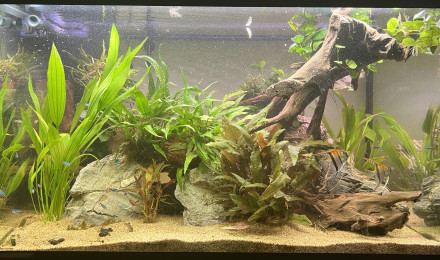 aquarium Scalaire world