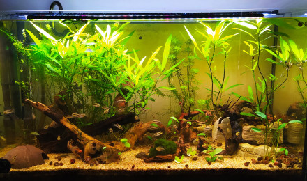 aquarium Prosperity Forest