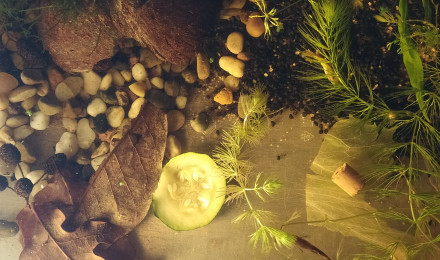 aquarium Bac de repro de 20l