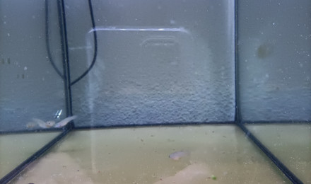 aquarium 323 6 Femelles Aphyosemion striatum Ncolamvan GEMHS 00-33