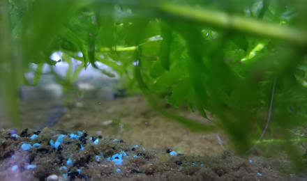 aquarium 312 cyclage