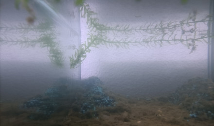 aquarium 313 cyclage