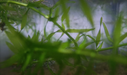 aquarium 314 cyclage