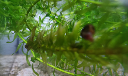 aquarium 411 cyclage