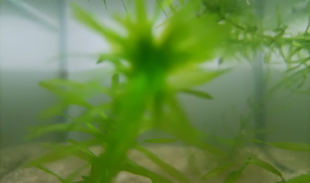 aquarium 412 Alevins Fundulopanchax nigerianus innidere