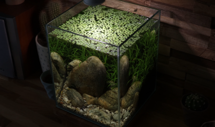 aquarium 10 Low tech