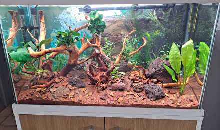aquarium 100 litres