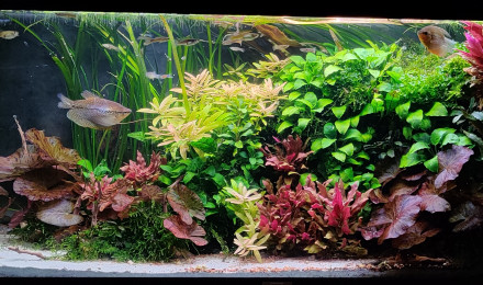 aquarium MOONLIGHT SHADOW