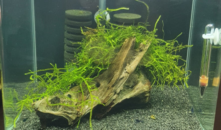 aquarium Denerle 30L