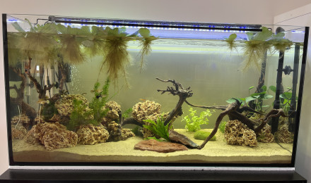 aquarium Americain
