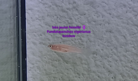 aquarium 422 05 Femelles Fundulopanchax nigerianus innidere