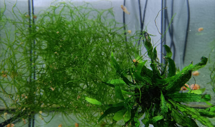 aquarium 322 01 Femelles Aphyosemion jeanhuberi Malinga GBG 93-20