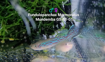 aquarium 443 Jeune couple Fundulopanchax Marmoratus Mundemba GS 88-01