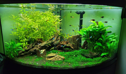 aquarium Aquarium angle