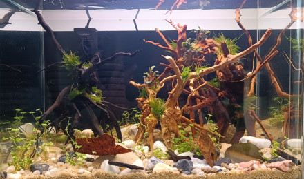 aquarium 28 litres crevettes