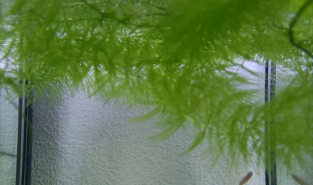 aquarium 421 00 Femelle Scriptaphyosemion geryi Dindéfello OMSEN-21