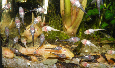 aquarium 6 aquariums et 3 vivariums