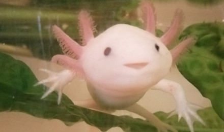 aquarium AXOLOTLS