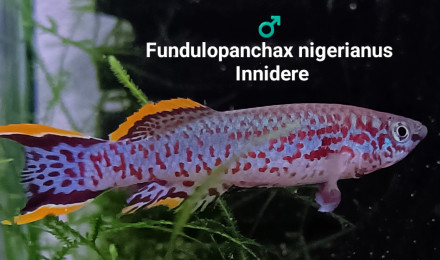 aquarium 442 Couple reproducteur Fundulopanchax nigerianus Innidere