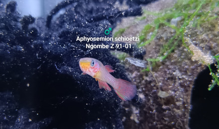 aquarium 341 01 Couple Aphyosemion schioetzi Ngombe Z 91-01