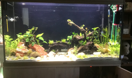 aquarium Patrice
