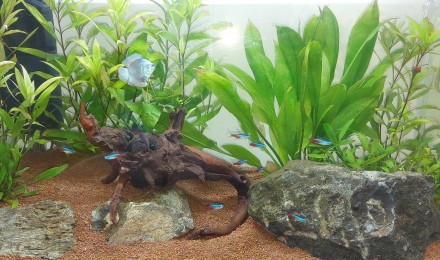 aquarium Aqua1