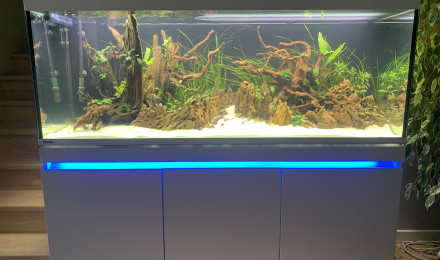 aquarium Incpiria 530