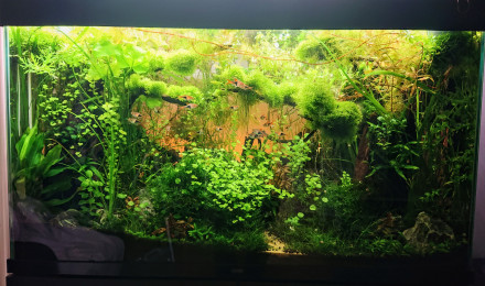 aquarium Bornéo aquascape jungle