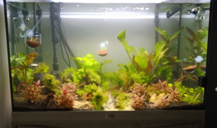 aquarium 150L
