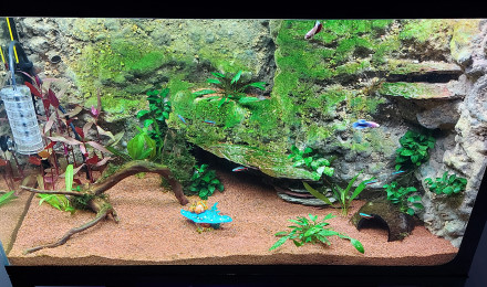 aquarium La crique