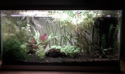 aquarium Endler