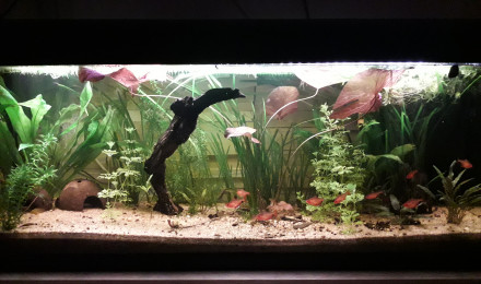 aquarium Serpae otocinclus borellii