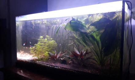 aquarium Corys et néons