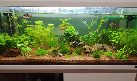 aquarium angelique david