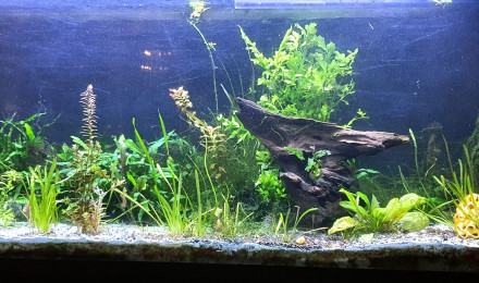 aquarium 250L