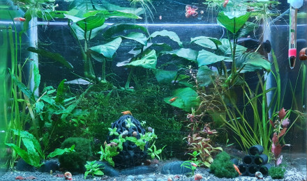 aquarium 50L