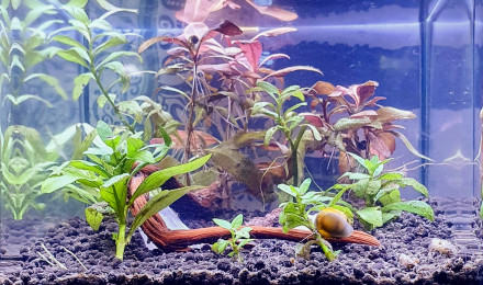 aquarium 2L