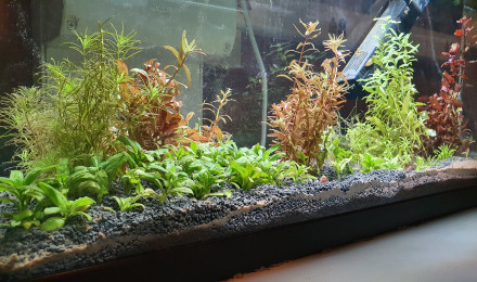aquarium 80L