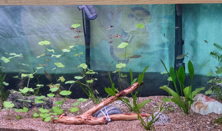 aquarium Grand1