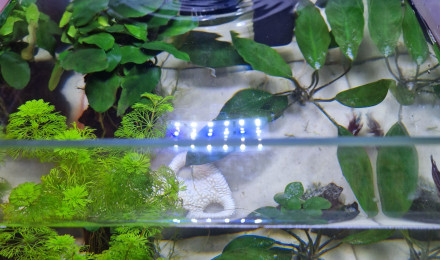 aquarium Début jungle