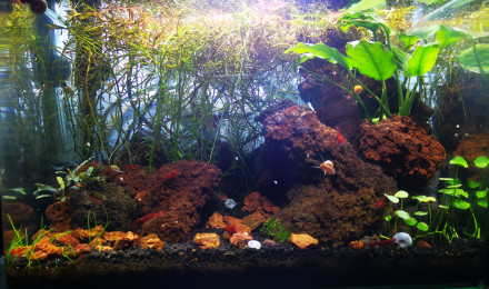 aquarium Vesuve