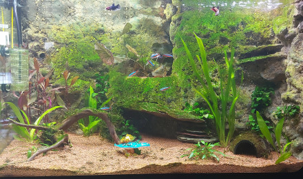 aquarium La crique