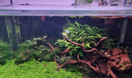 aquarium Bac 80L Galaxy Néo et Japonica