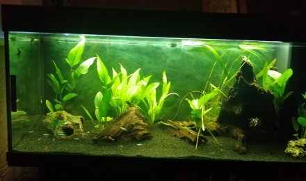 aquarium Amazonien 120