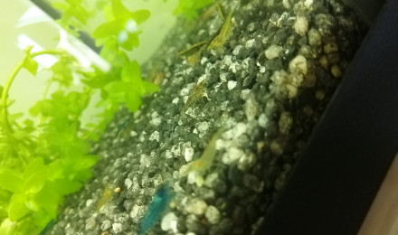 aquarium 105L