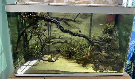 aquarium Bac Barbus 300 L