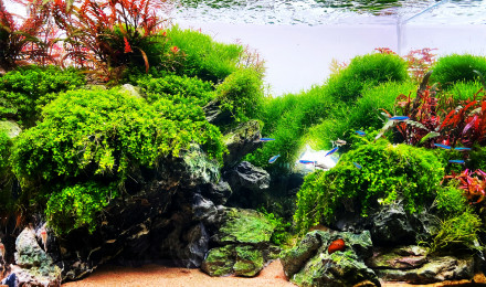 aquarium Cliffs of green